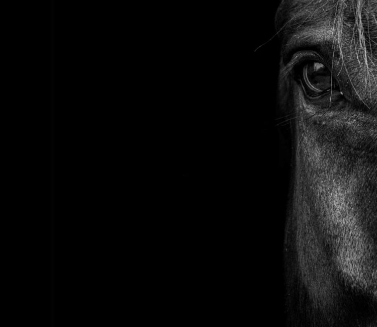 The impact of minimalism